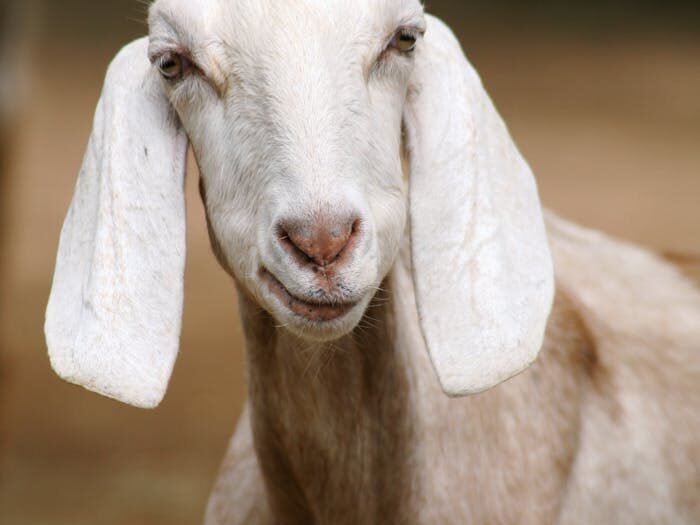 A detailed portrait of a Nubian goat with floppy ears, captured in an outdoor setting.